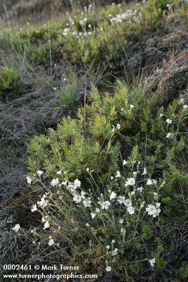 Field Chickweed w/ Indian's Dream Fern bkgnd