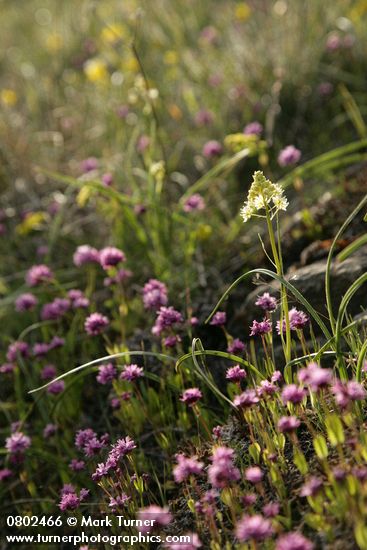 Meadow Death Camas among Sea Blush, backlit