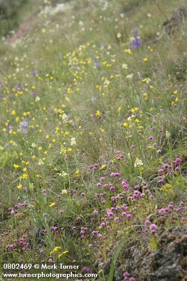 Grassy meadow w/ Meadow Death Camas, Sea Blush, Western Buttercups, Common Camas