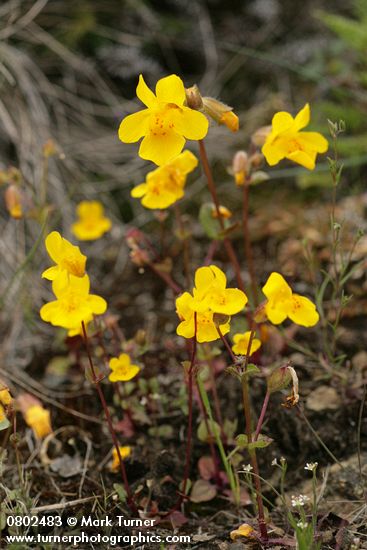 Seep-spring Monkeyflowers