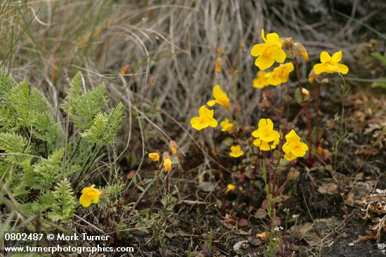 Seep-spring Monkeyflowers w/ Indian's Dream Fern