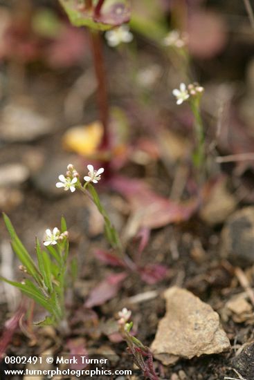 Menzies' Pepperweed on thin rocky soil