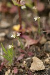 Menzies' Pepperweed on thin rocky soil