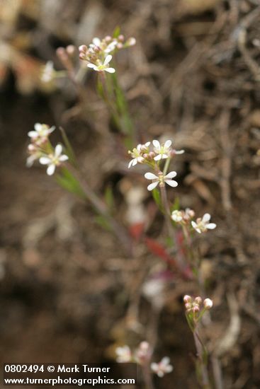 Menzies' Pepperweed on thin rocky soil