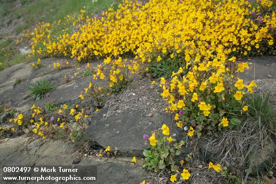 Seep-spring Monkeyflowers w/ Sea Blush at edge of rocks