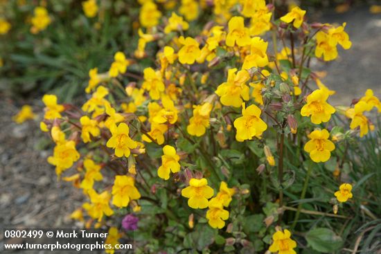 Seep-spring Monkeyflowers