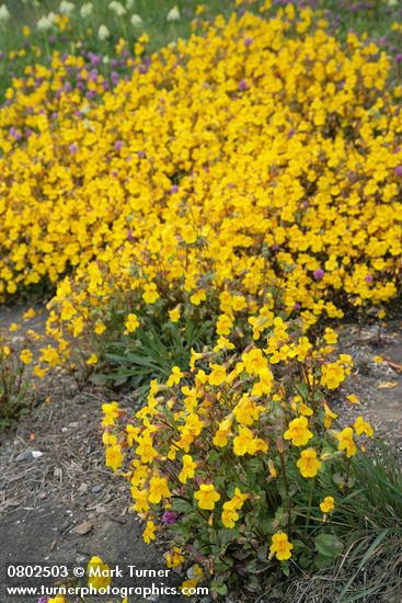 Seep-spring Monkeyflowers w/ Sea Blush at edge of rocks