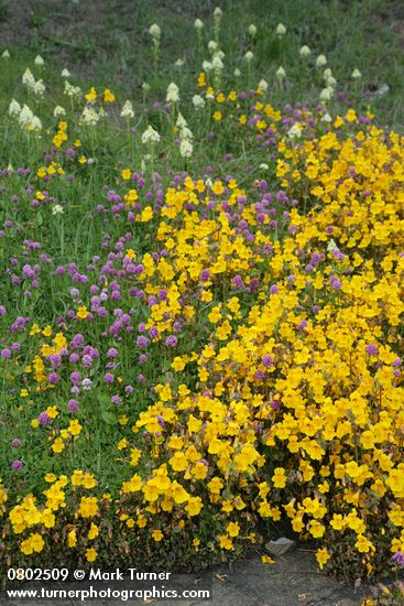 Seep-spring Monkeyflowers w/ Sea Blush & Meadow Death Camas