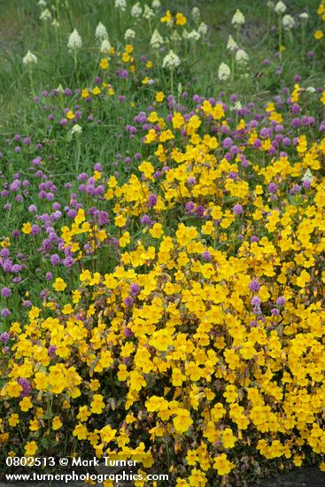 Seep-spring Monkeyflowers w/ Sea Blush & Meadow Death Camas
