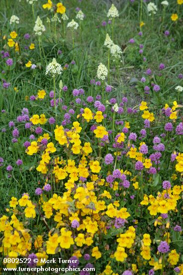 Seep-spring Monkeyflowers w/ Sea Blush & Meadow Death Camas