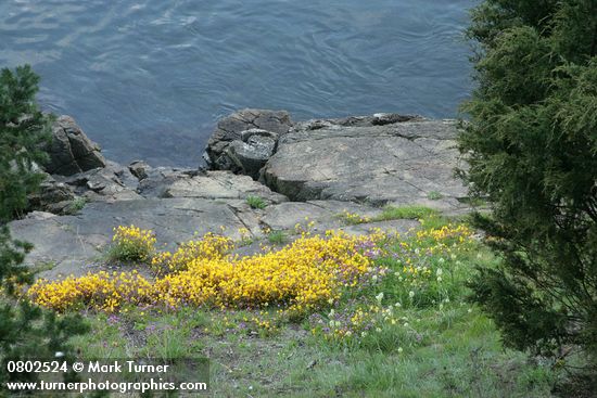 Seep-spring Monkeyflowers w/ Sea Blush & Meadow Death Camas at edge of rocks along Burrows Pass