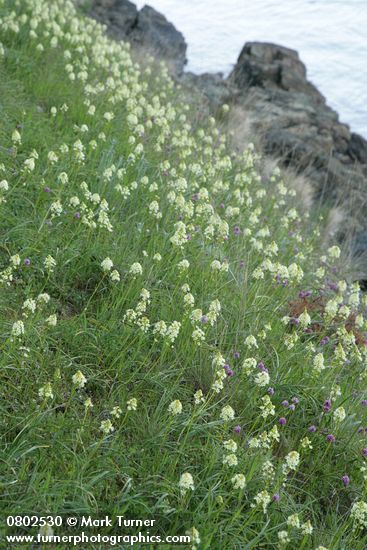 Meadow Death Camas w/ Sea Blush at edge of rocks along Burrows Pass