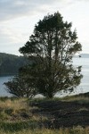 Seaside Juniper on rocky bluff above Burrows Pass