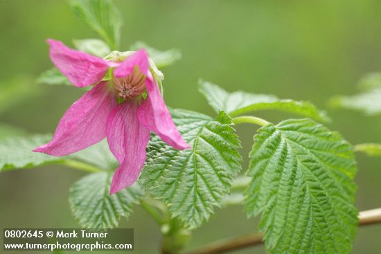 Salmonberry blossom & folaige