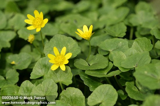 Lesser Celandine blossoms & foliage