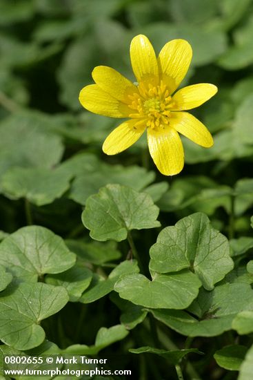 Lesser Celandine blossom & foliage detail