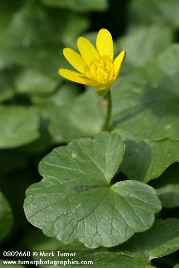 Lesser Celandine blossom & foliage detail