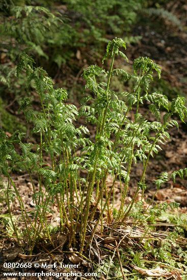Spiny Wood Fern new foliage