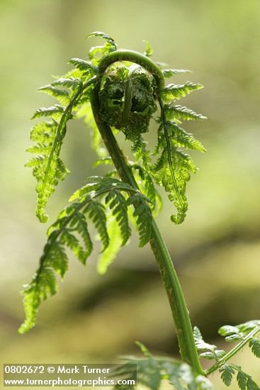 Spiny Wood Fern new foliage unfurling detail