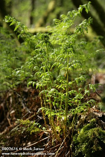Spiny Wood Fern new foliage