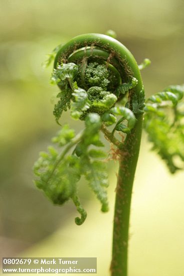 Spiny Wood Fern new foliage unfurling detail