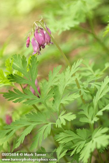 Pacific Bleeding Heart blossoms & foliage