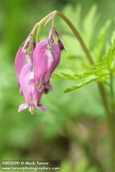 Pacific Bleeding Heart blossoms