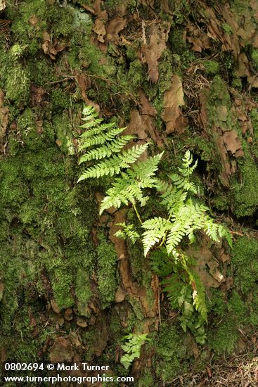 Spiny Wood Fern on Douglas-fir bark