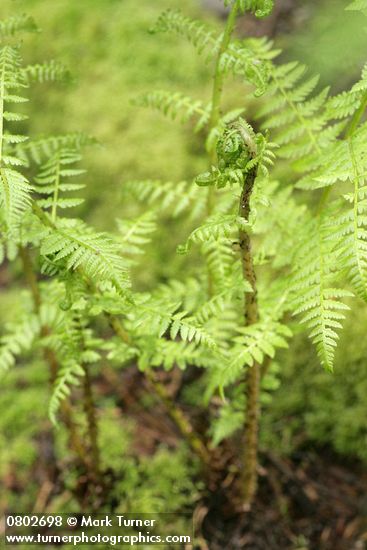 Lady Fern new foliage unfurling