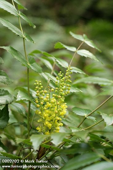 Dwarf Oregon-grape blossoms & foliage