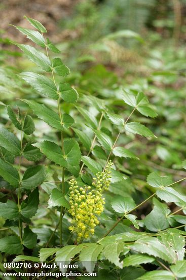 Dwarf Oregon-grape blossoms & foliage