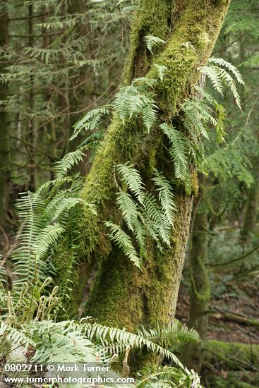 Licorice Ferns on moss-covered Bigleaf Maple trunk