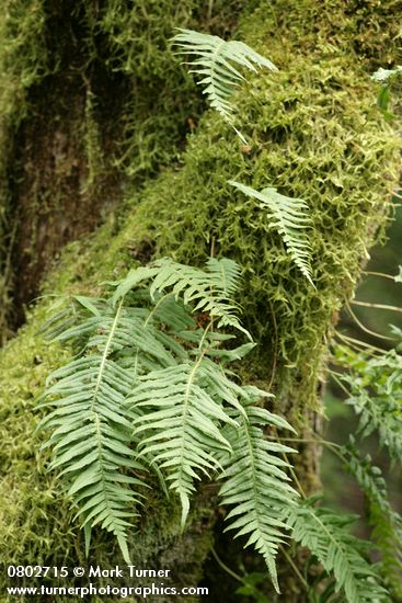 Licorice Ferns among moss on tree trunk