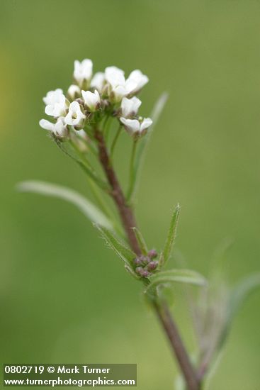 Shepherd's Purse blossoms detail
