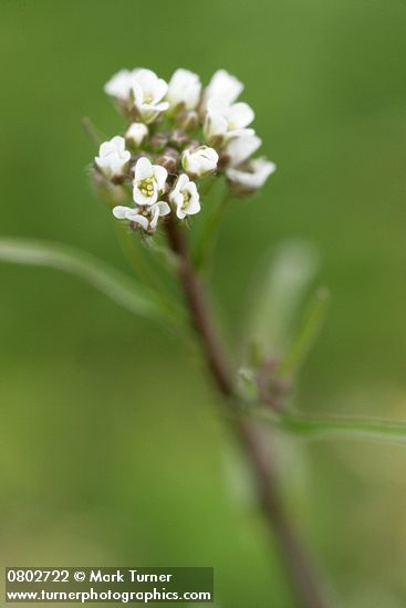 Shepherd's Purse blossoms detail