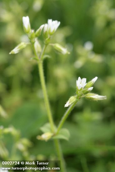 Large Mouse Ear Chickweed blossoms