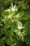 Large Mouse Ear Chickweed blossoms