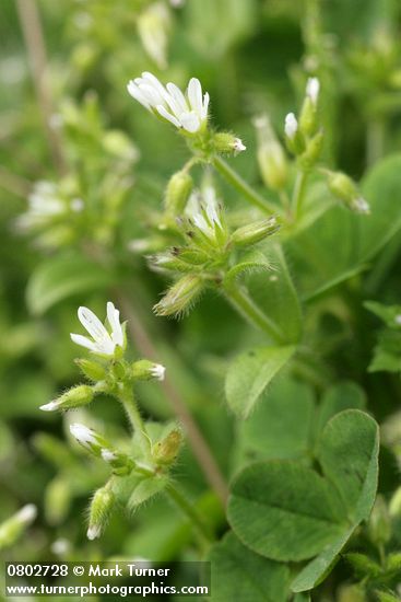Large Mouse Ear Chickweed w/ clover foliage