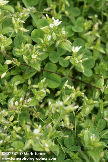 Large Mouse Ear Chickweed w/ clover foliage