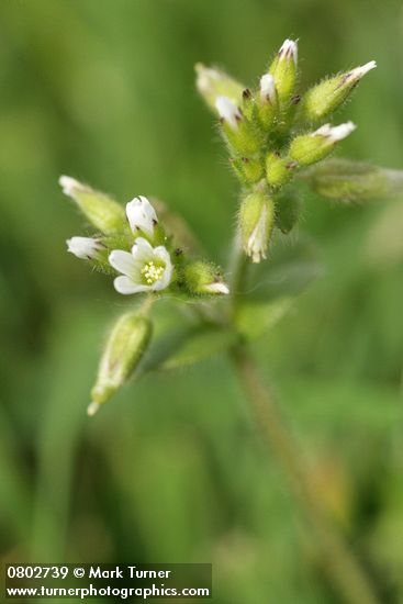 Large Mouse Ear Chickweed blossom & buds detail