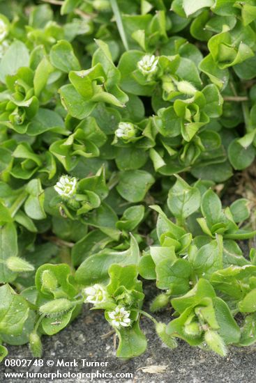 Common Chickweed