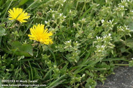 Large Mouse Ear Chickweed w/ Dandelion blossoms