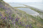 Woolly Vetch on steep hillside above Perego's Lagoon