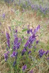 Woolly Vetch