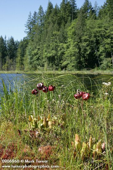 Purple Pitcherplant at edge of Summer Lake