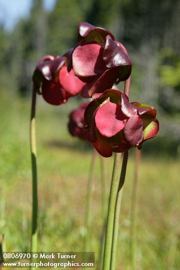 Purple Pitcherplant blossoms