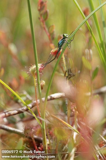 Roundleaf Sundew capturing Damselfly