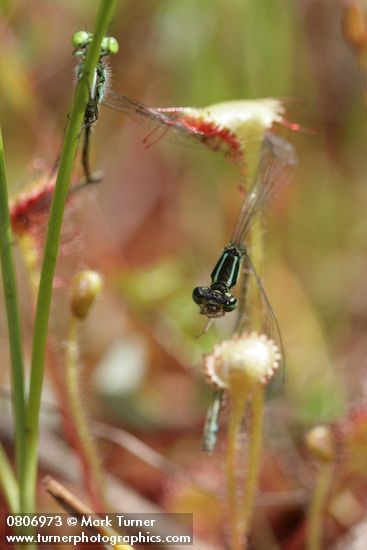 Roundleaf Sundews capturing Damselflies