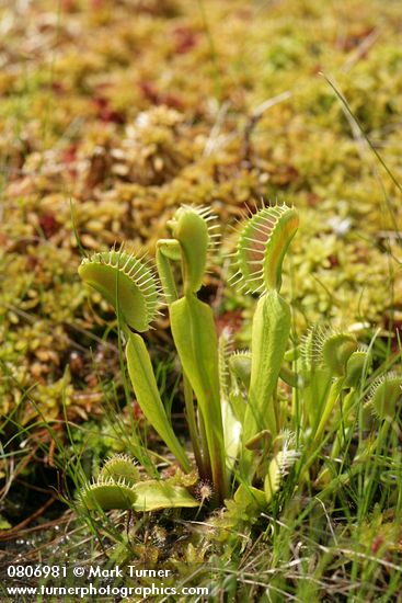 Venus Flytrap