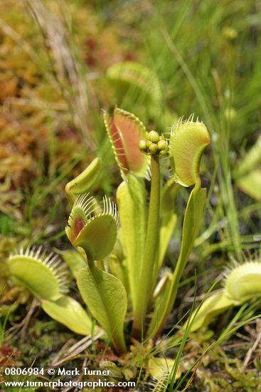 Venus Flytrap
